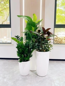 专业花木出租，开启宁波前湾的绿色生活新篇章